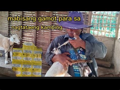 Pagtatae sa isang kambing: sanhi, pamamaraan ng paggamot.